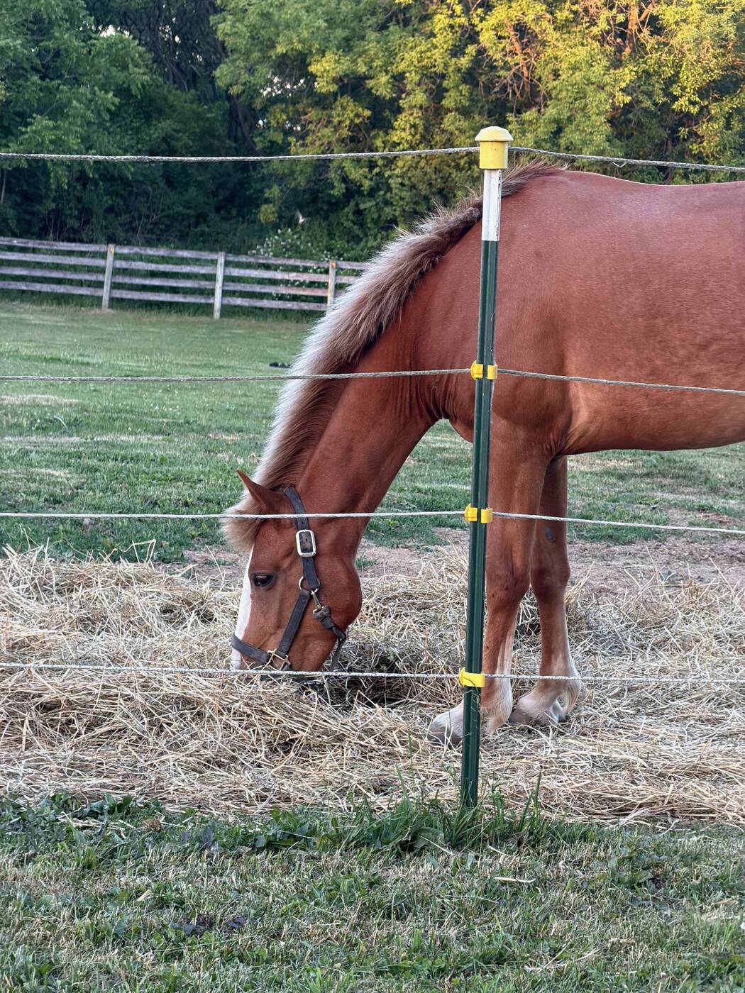 A horse grazing at the fence line, evening light on its coat