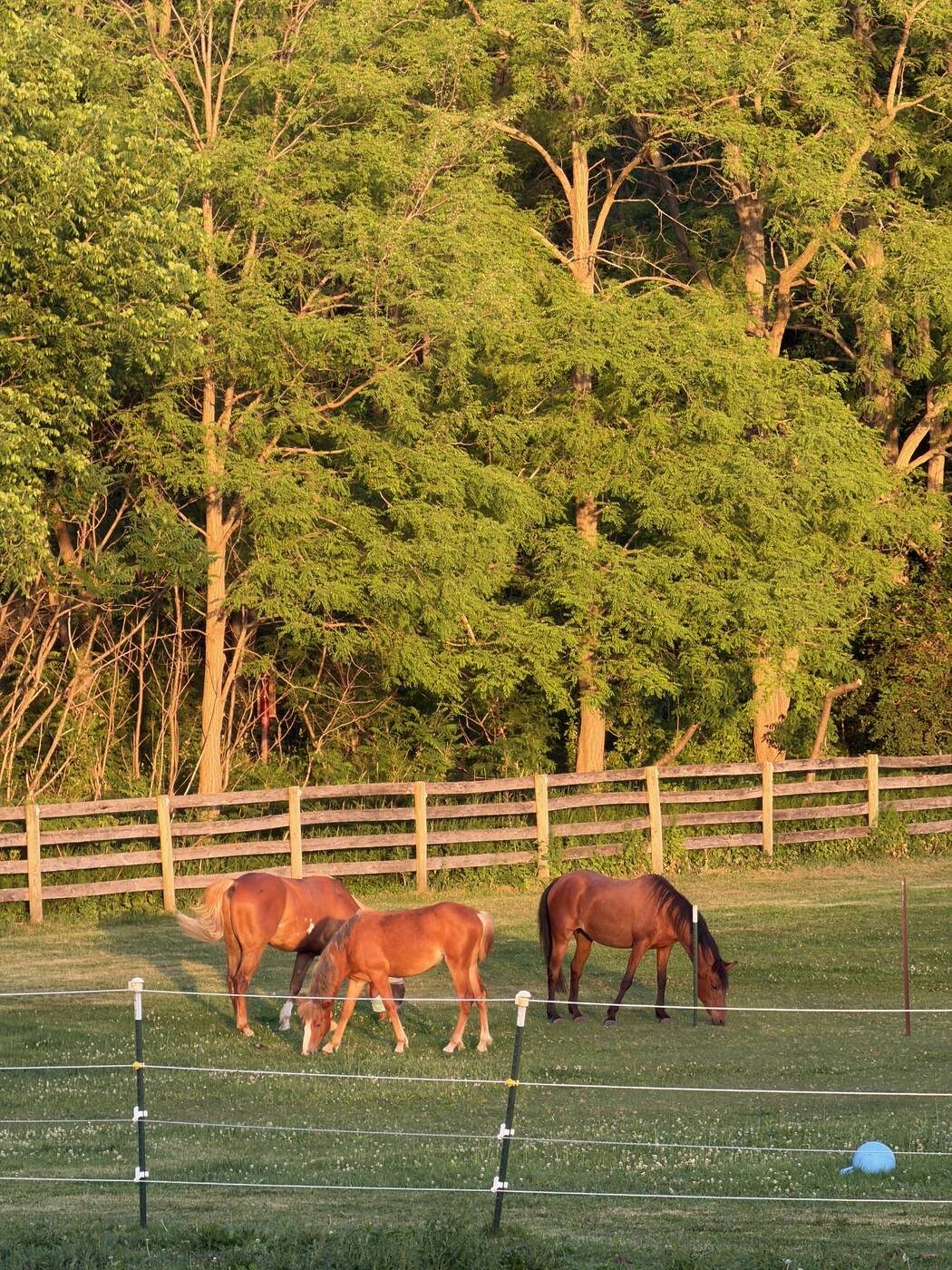 Three horses grazing by the wooden fence line at golden hour, tall trees behind