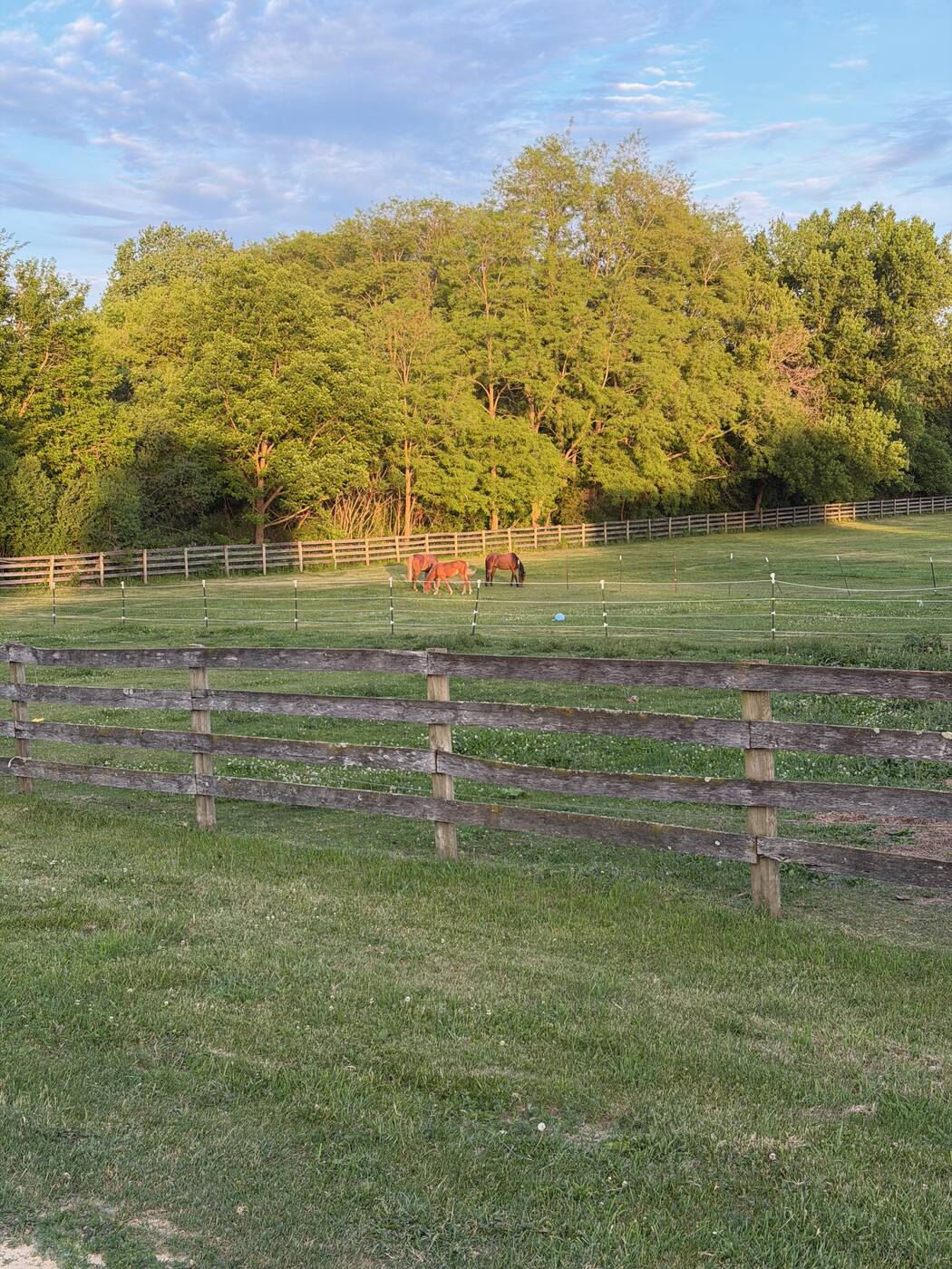 The pasture at golden hour — wooden fence, tall trees, two horses grazing in the distance